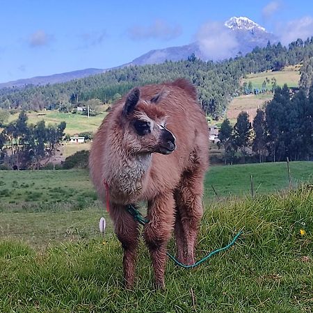 Cuscungo Cotopaxi Hostel&Lodge Chasqui Esterno foto