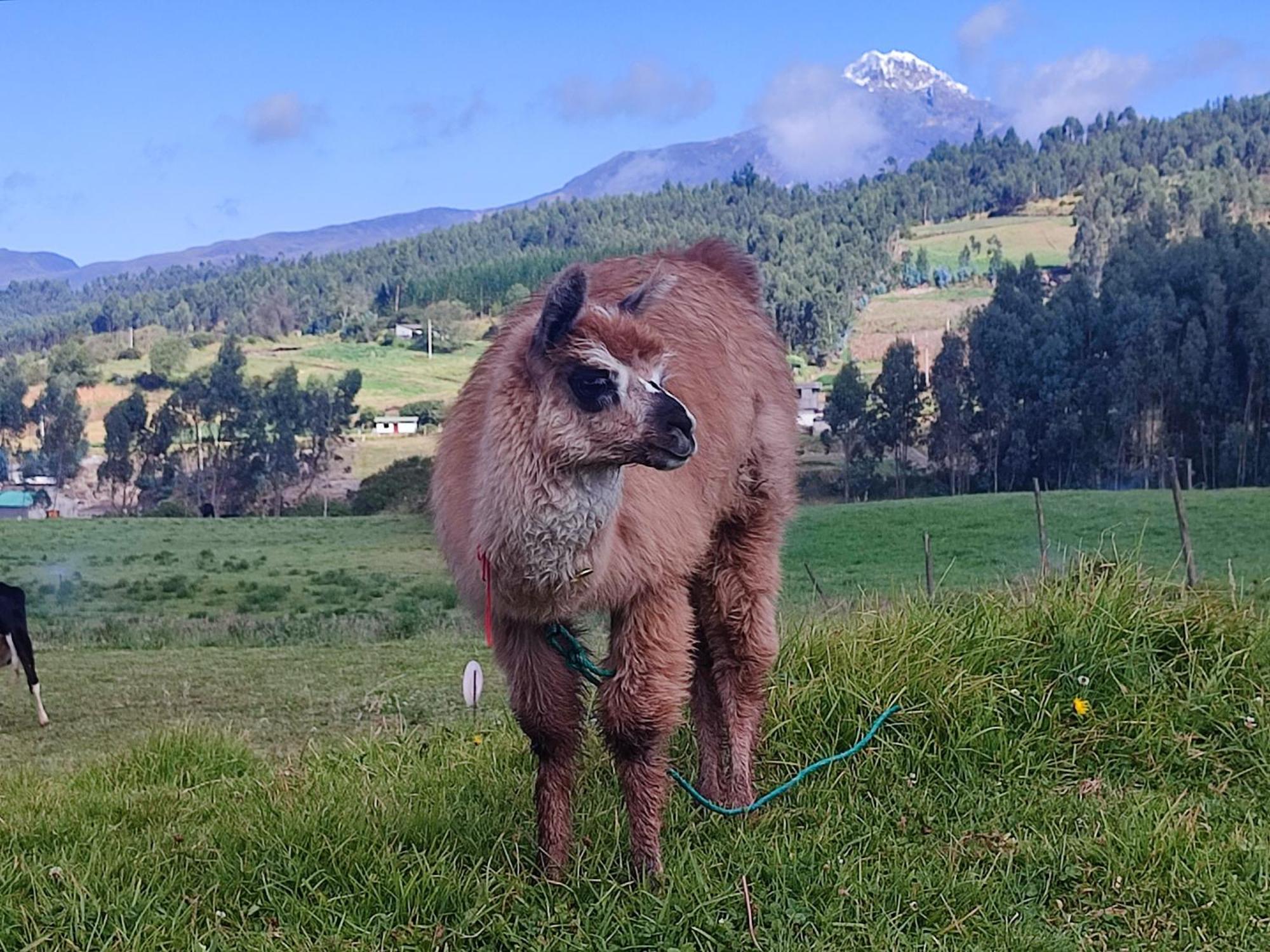 Cuscungo Cotopaxi Hostel&Lodge Chasqui Esterno foto